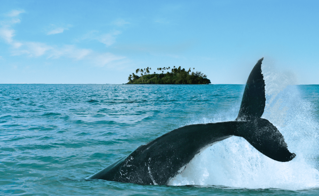 Avistamiento de Ballenas en la Bahía de Magdalena