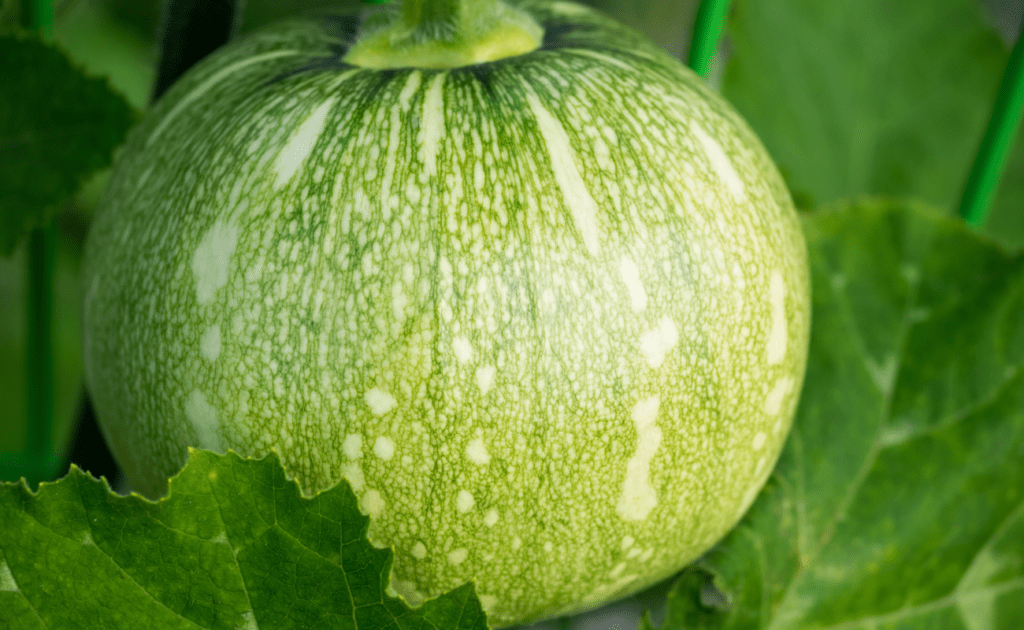 calabacita