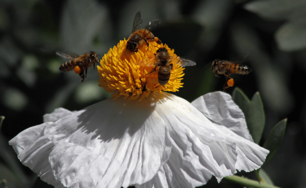 flor de chicalote