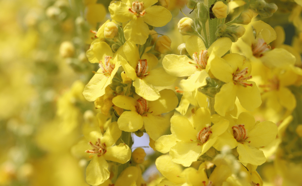 flor de gordolobo