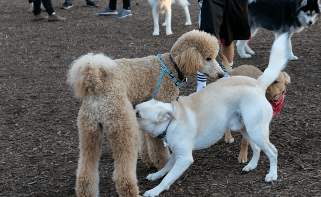 parque canino