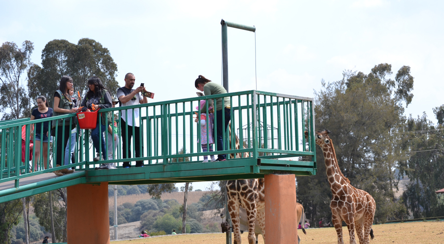 Jirafas-en-el-Zoologico-de-Zacango