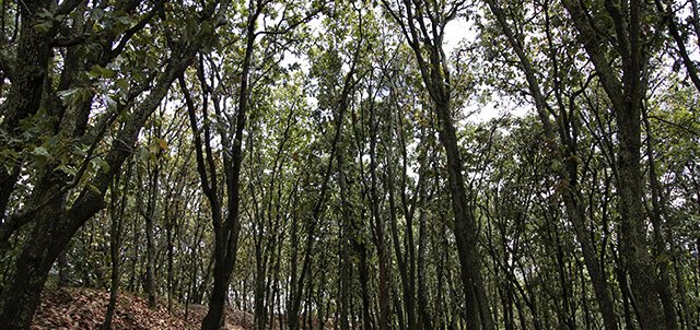 Bosque de la primavera foto jalisco.gob.mx 1