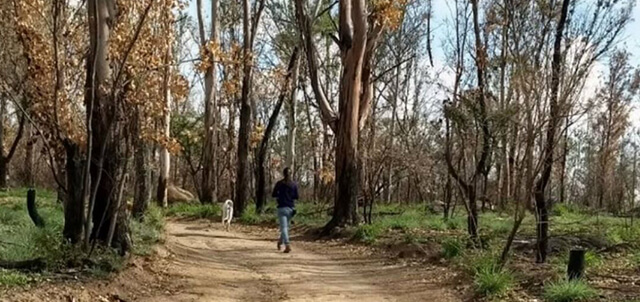 Bosque el centinela foto wradio