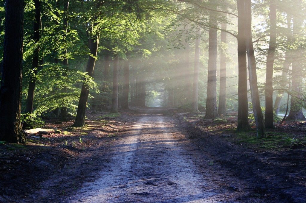 bosques para acampar en México