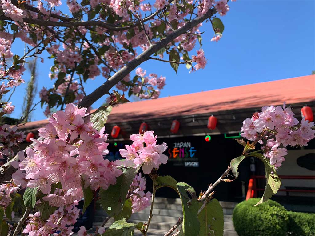 mercado japonés cdmx