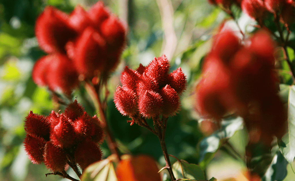 flor de achiote