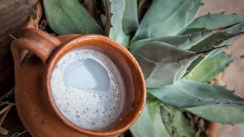 pulque