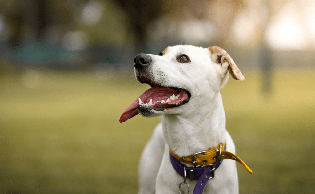 parque italia perro con lengua de fuera