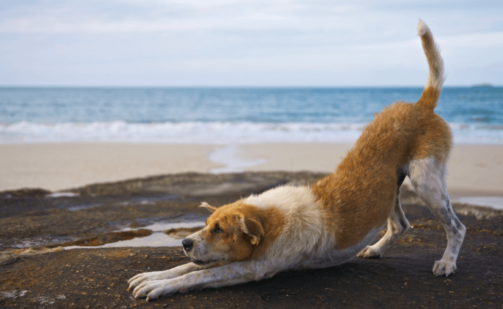 perro en playa