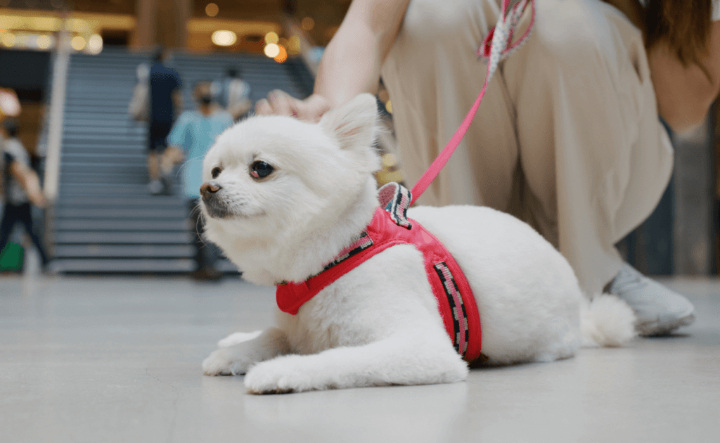 perro blanco en centro comercial