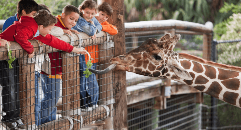 niños dando de comer a una jirafa